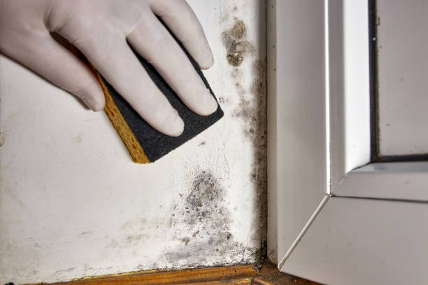 Best Mold-Related Health Consultation  in Walnut Grove, GA